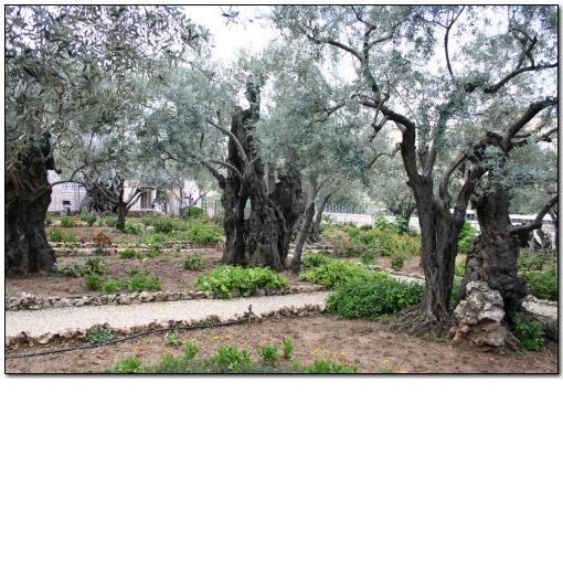 Photo: photo24 Garden of Gethsemane