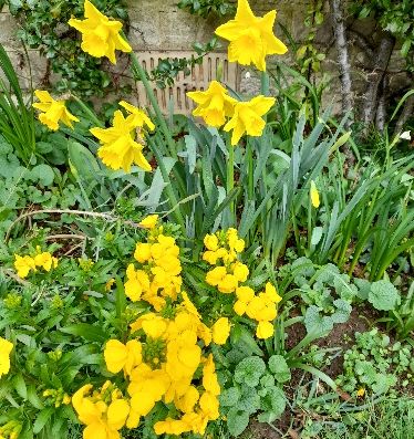 Garden Daffodils