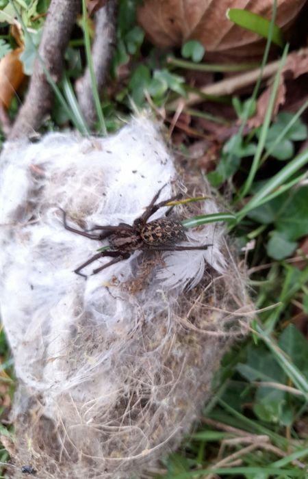 Garden Spider