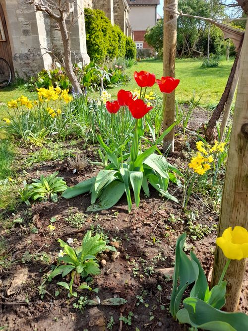 Garden Spring Bulbs