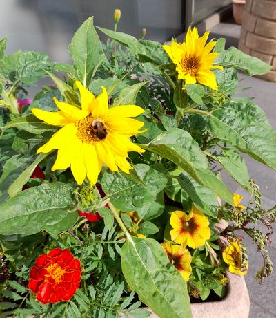 flowers by the church entrance