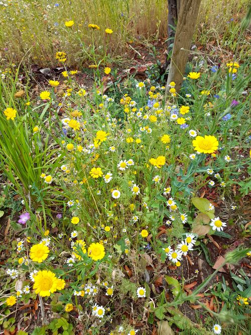 Garden Wileflowers